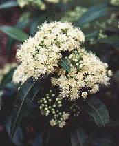 Flowering Lemon Myrtle Plant